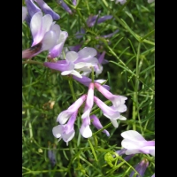 Vicia Melanops (fam. Papilionacees) (Europe meridionale) (1)